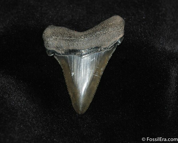 Wonderfully Serrated Angustiden Tooth / Inches #153
